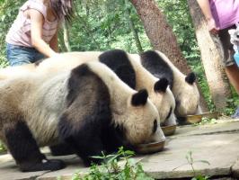 giant pandas eatting lunch